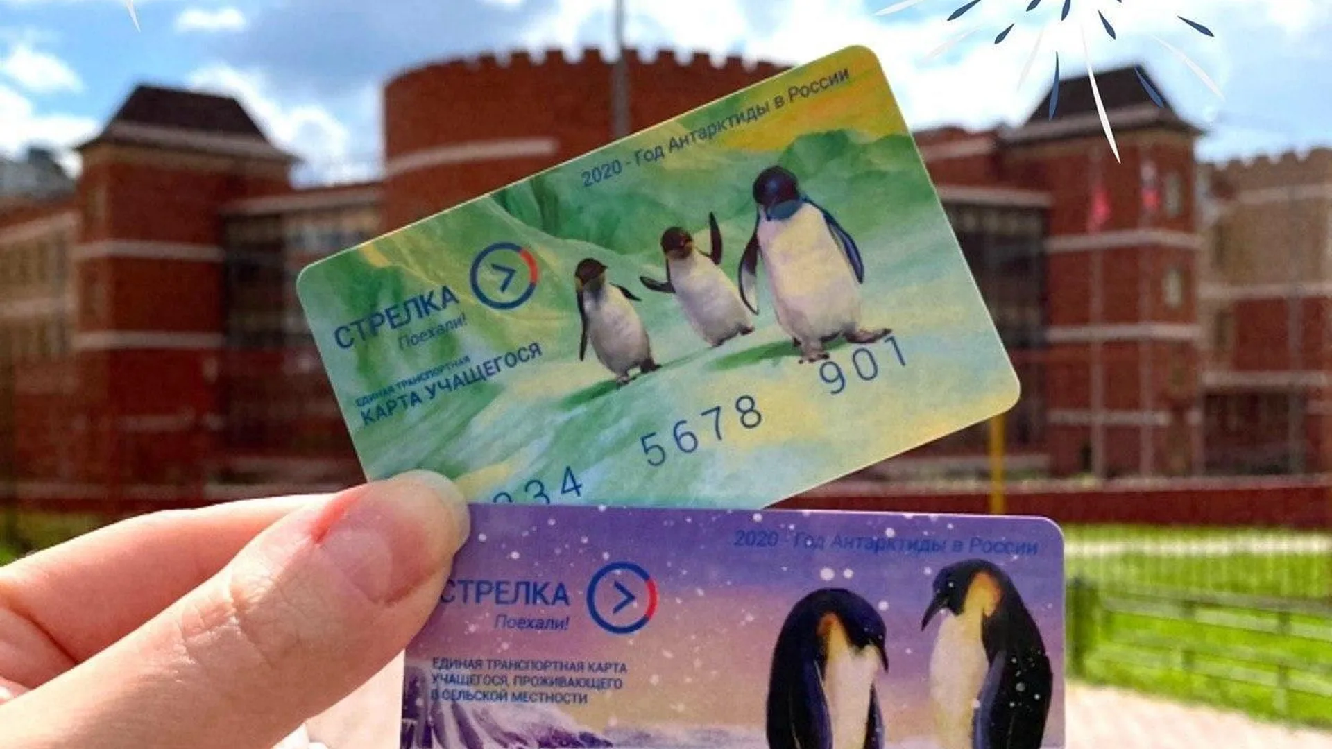 Антарктида в кармане. Серию карт «Стрелка» с пингвинами выпустят в Подмосковье к 200-летию открытия континента