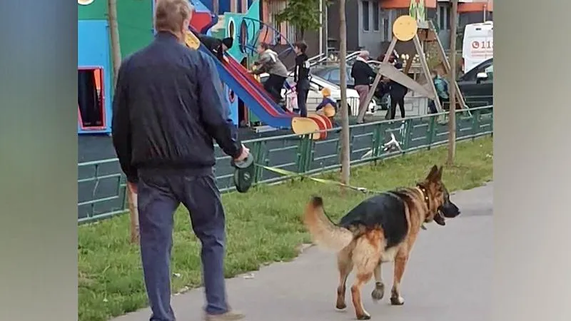 Прокуратура взяла под контроль дело о нападении собаки на ребёнка в Ленинском городском округе