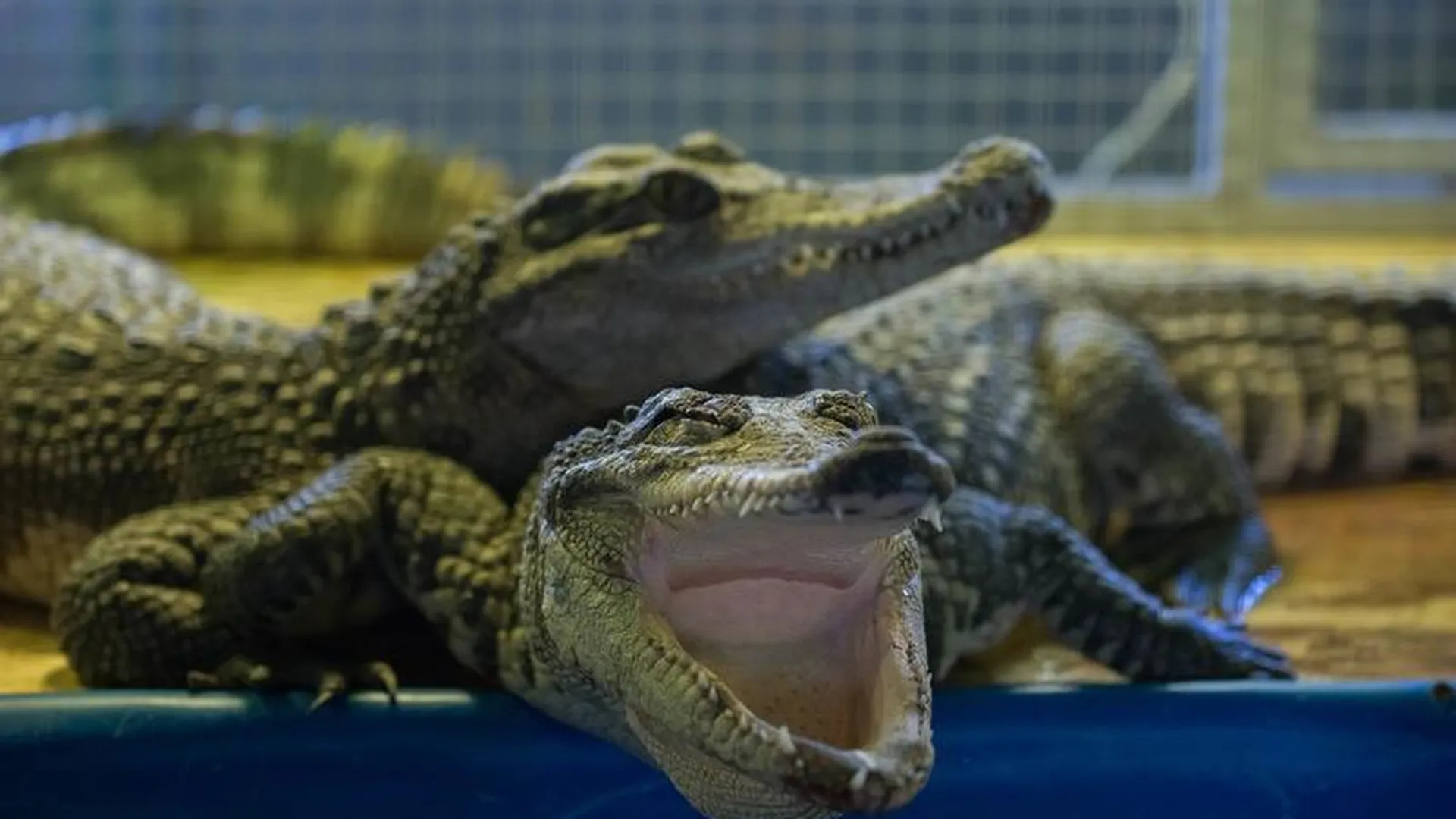 На деревню к крокодилу: зачем подмосковные фермеры разводят рептилий 