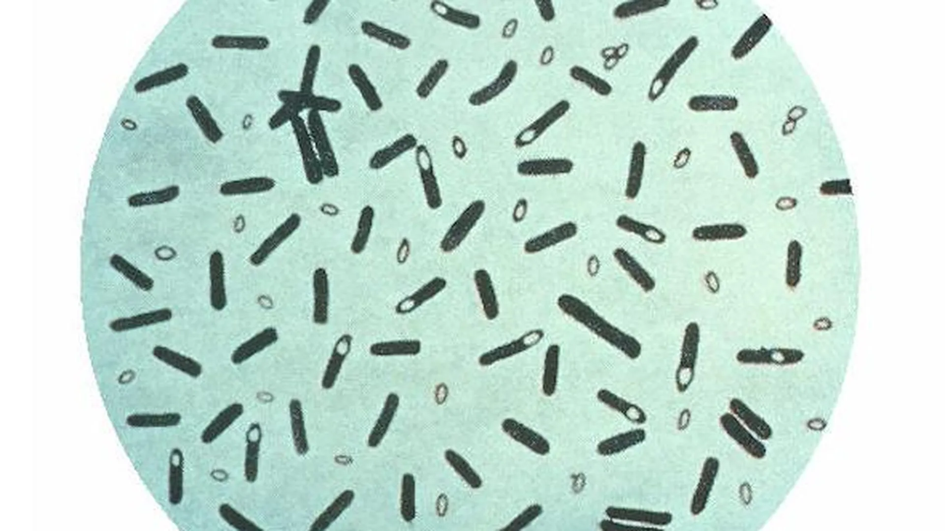Фотография микропрепарата Clostridium botulinum, окраска генцианвиолетом