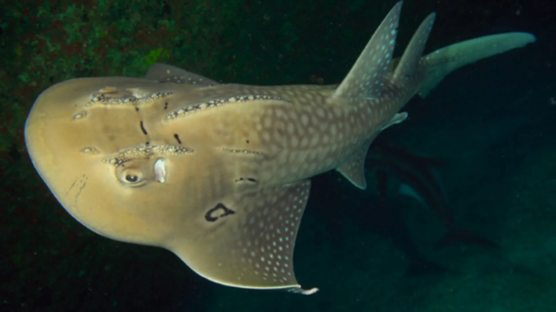 Краснокнижный акулий скат переехал жить в океанариум на ВДНХ