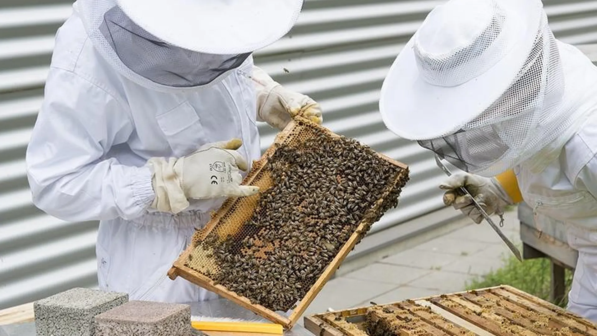 Подмосковные пчеловоды ждут хорошую погоду и надеются на богатый урожай
