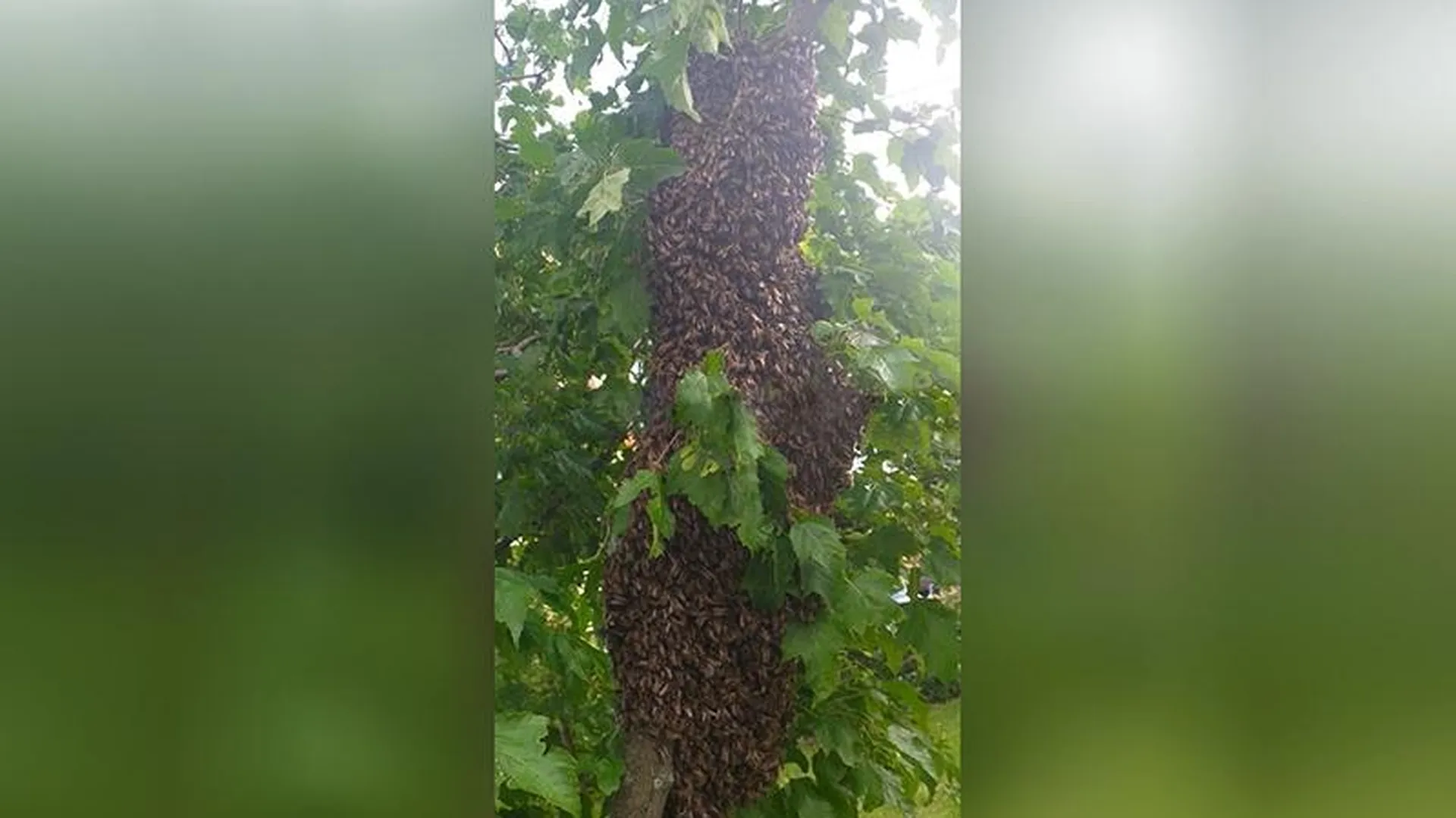 Гигантский рой пчел с дерева у многоэтажки в Красногорске спас пчеловод