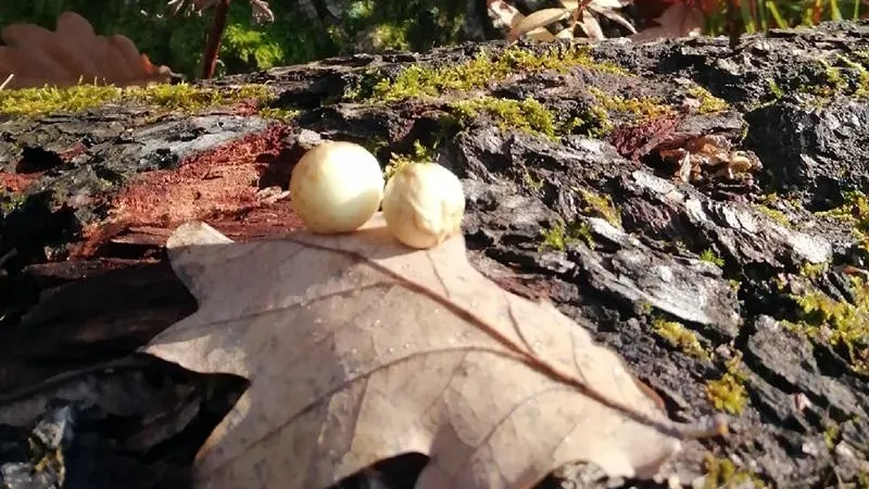 Необычные шарики появились на листве в лесах Подмосковья