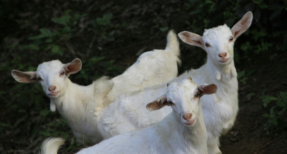 Baza: дорогая коза стала одной из причин массовых протестов в Бангладеш