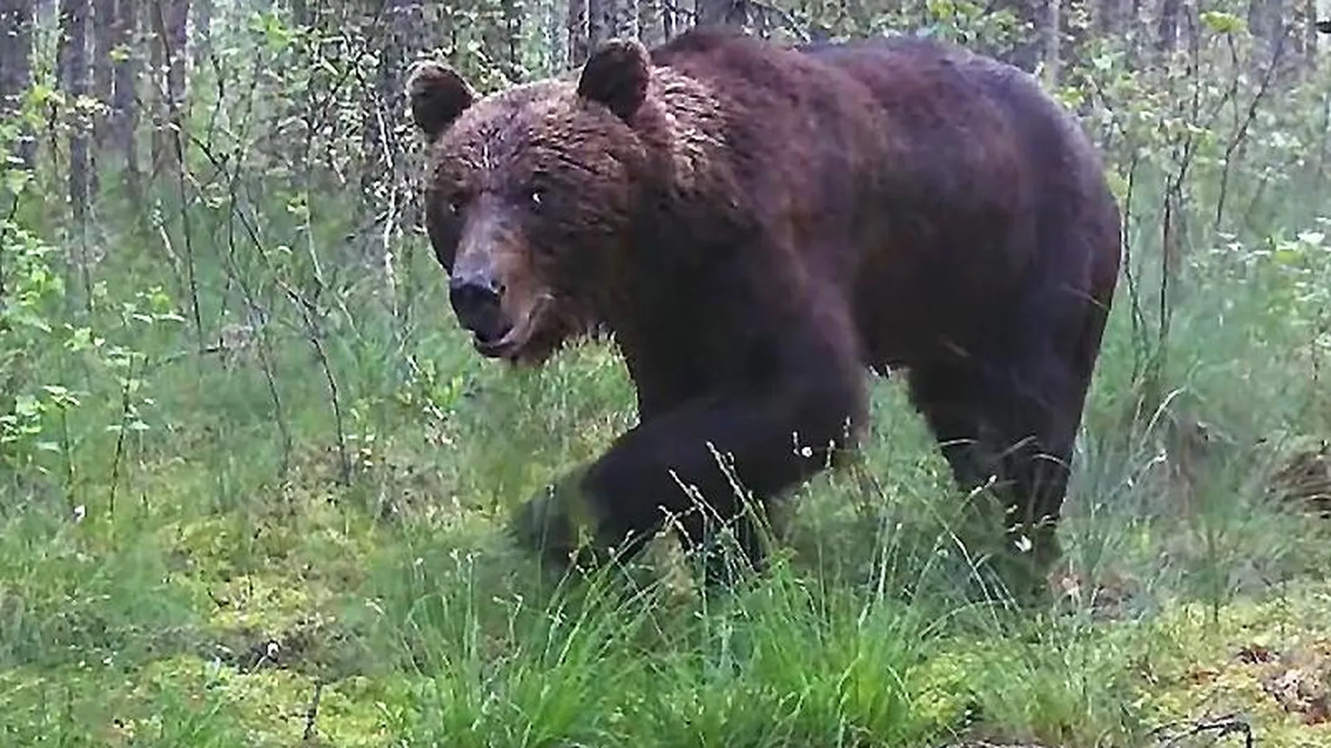 Появление медведей зафиксировали сразу в нескольких местах в Подмосковье