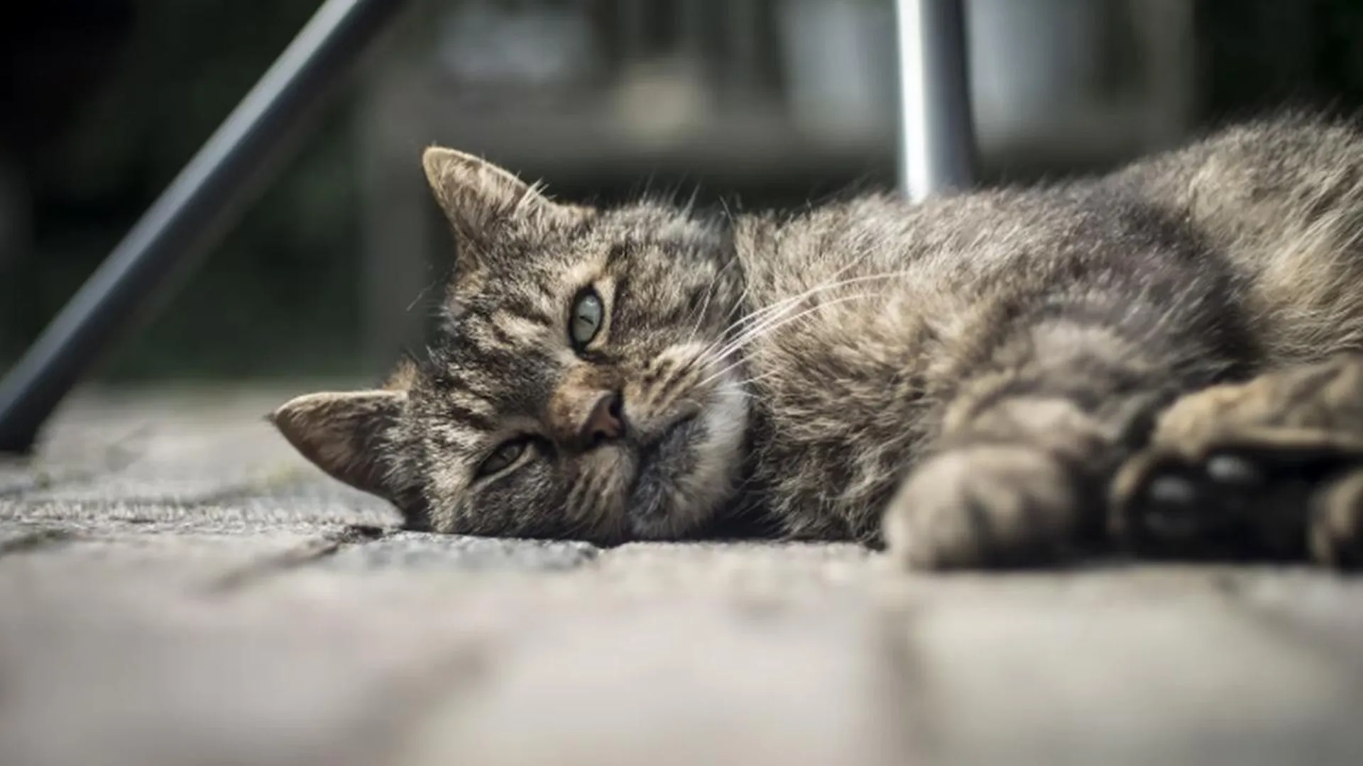 «Это канал маньяка»: в Сети обнаружили видеоролики с мучениями кошек, снятые ради лайков