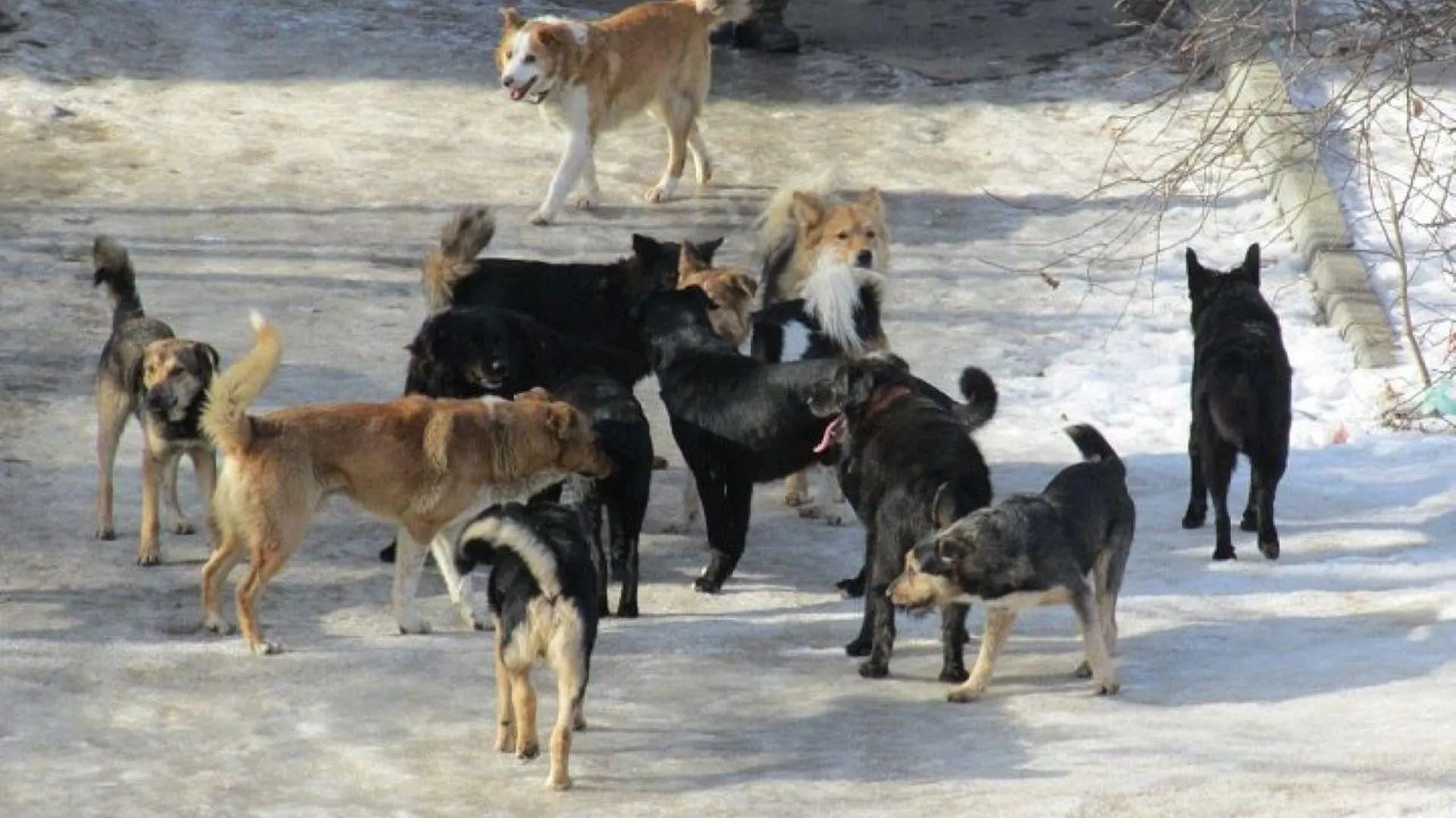 В Магадане ввели режим ЧС из-за бродячих собак