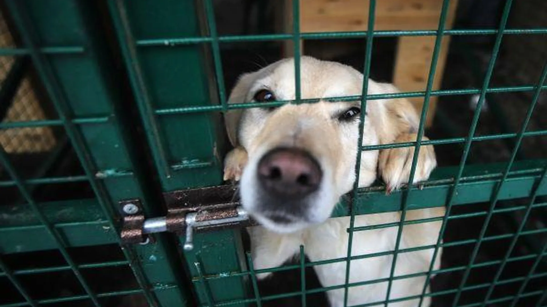 Ветеринарную клинику и приют для животных планируется построить в Черноголовке