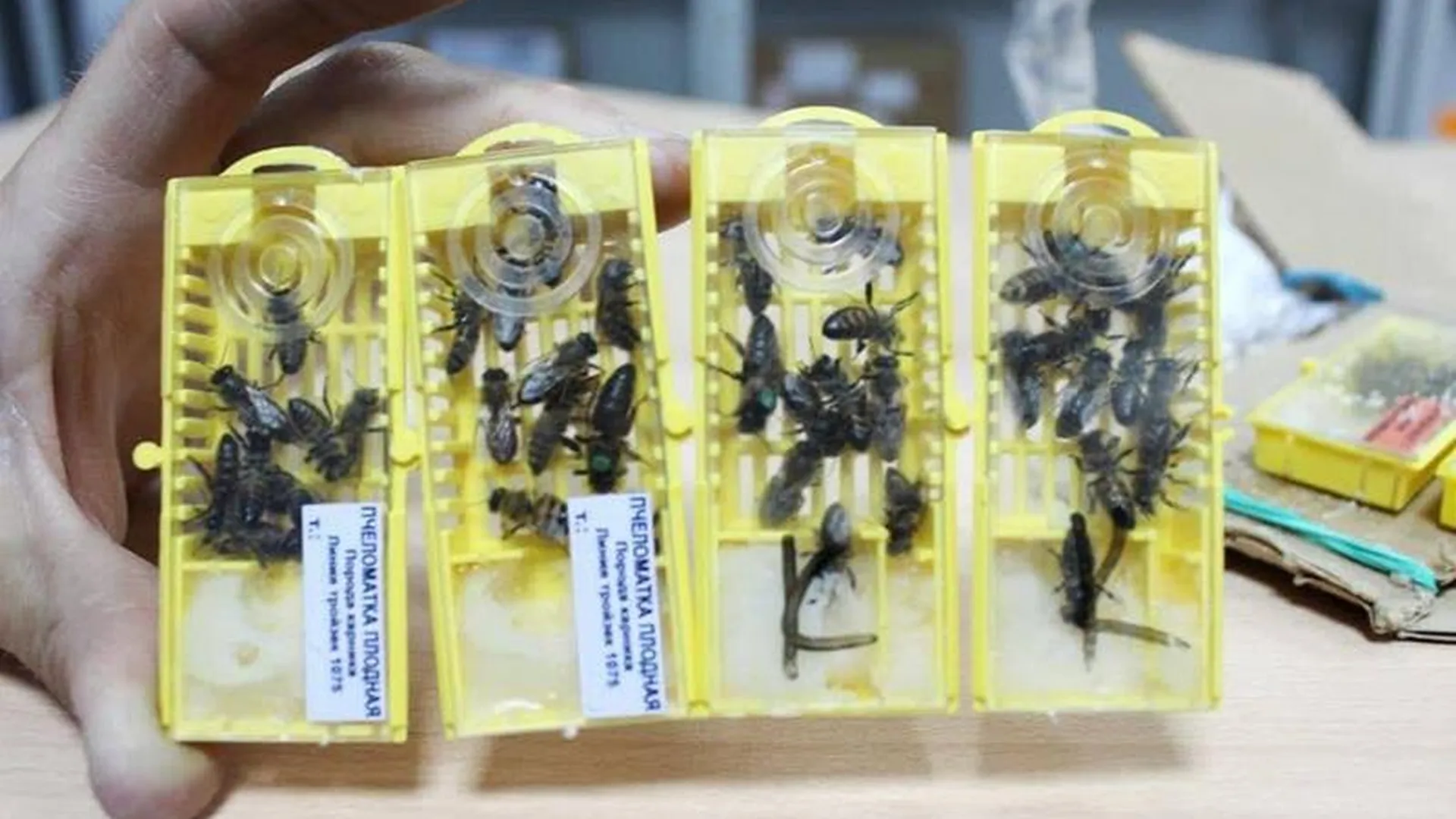 В Московской области начали доставлять пчёл по почте 