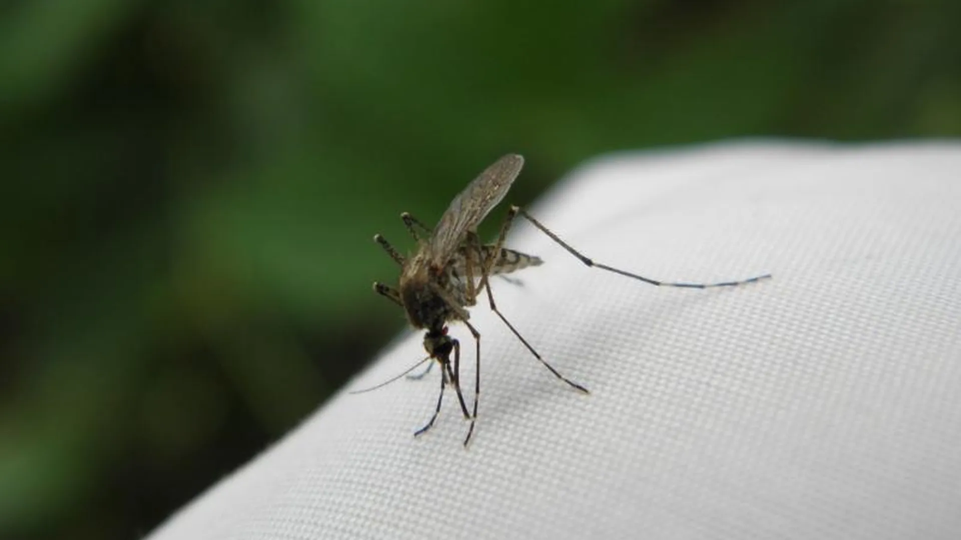 Роспотребнадзор назвал самые комариные места Московской области 