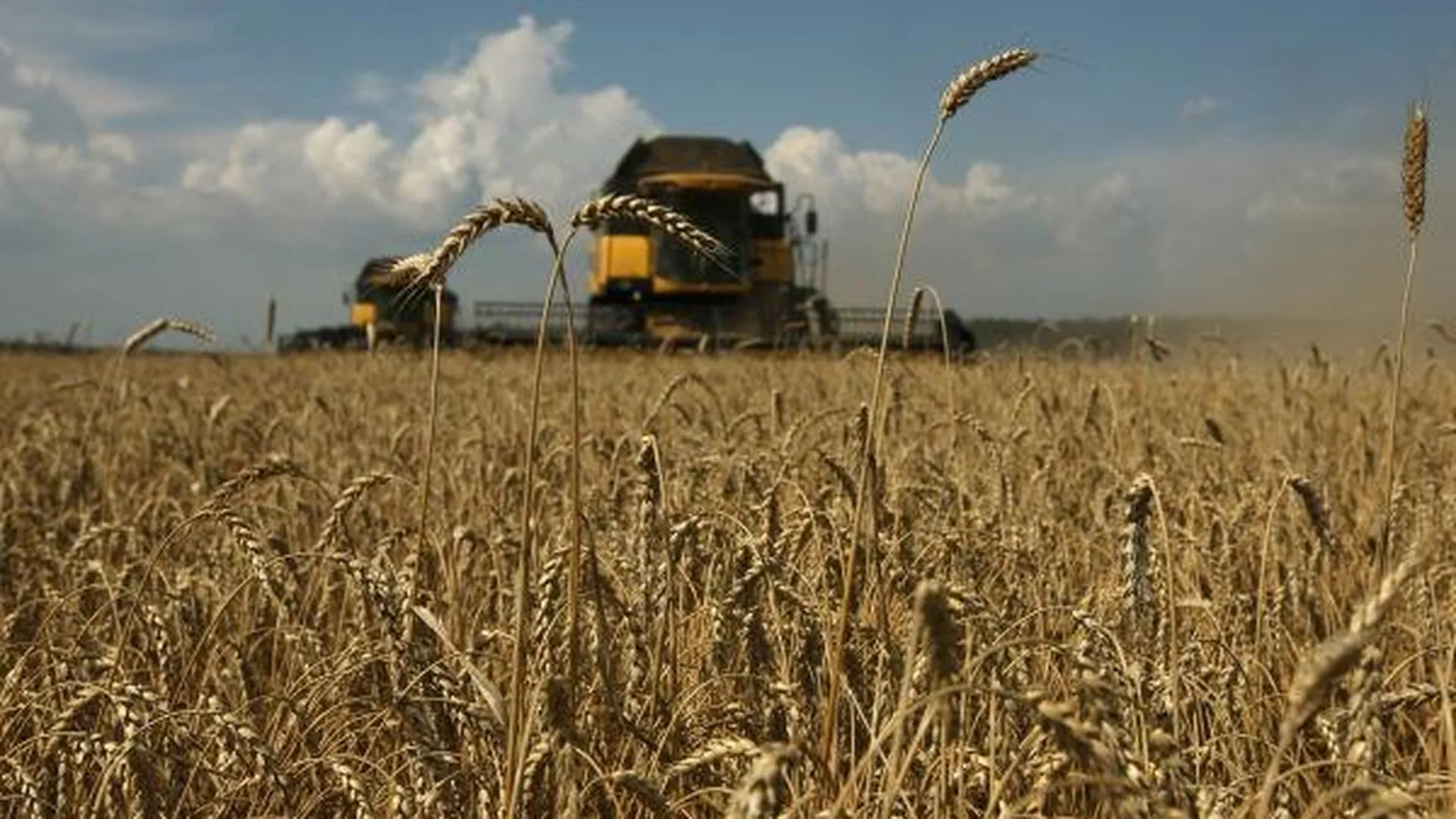 Уборку зерновых начали в Зарайском районе