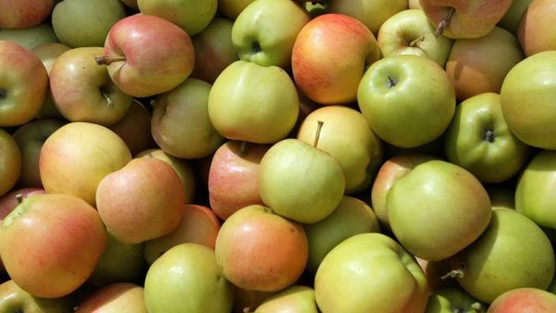 Богатый урожай яблок обещается в Подмосковье в 2015 году