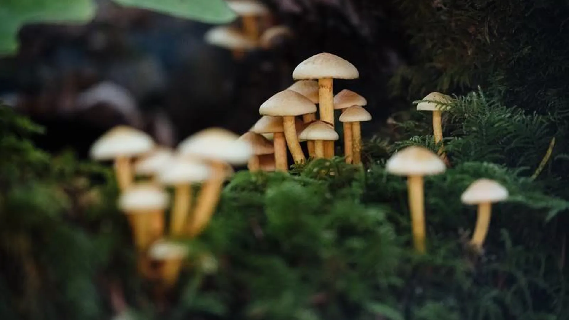 Комлесхоз: вероятность масштабного грибного сезона в Подмосковье крайне мала