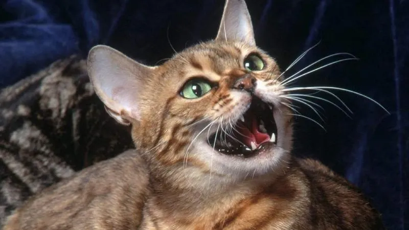 Кошке, которую спасли из вентиляции в Мытищах, ищут хозяев