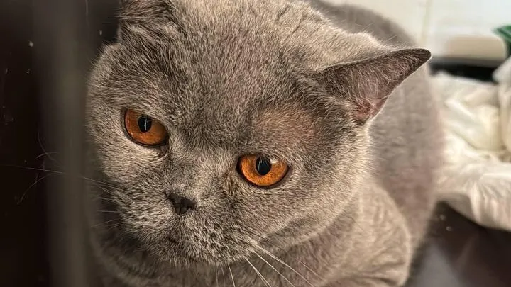 Кошку с признаками затрудненного дыхания спасли в Подмосковье