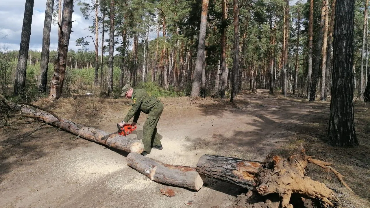 Около двух тысяч аварийных деревьев убрали в лесах Подмосковья с начала года