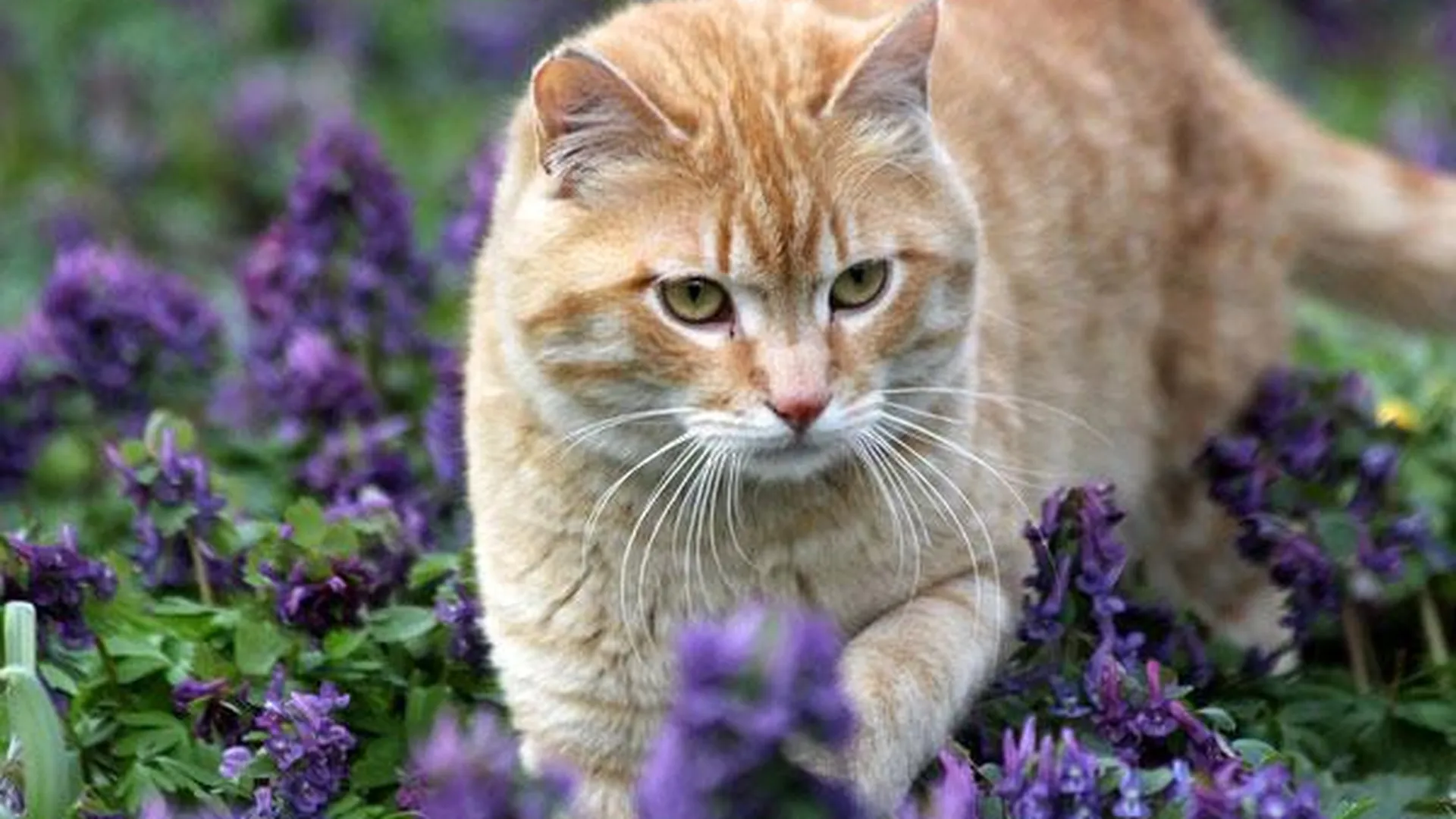 Коты из «Аптекарского огорода» — потомки императорских котов