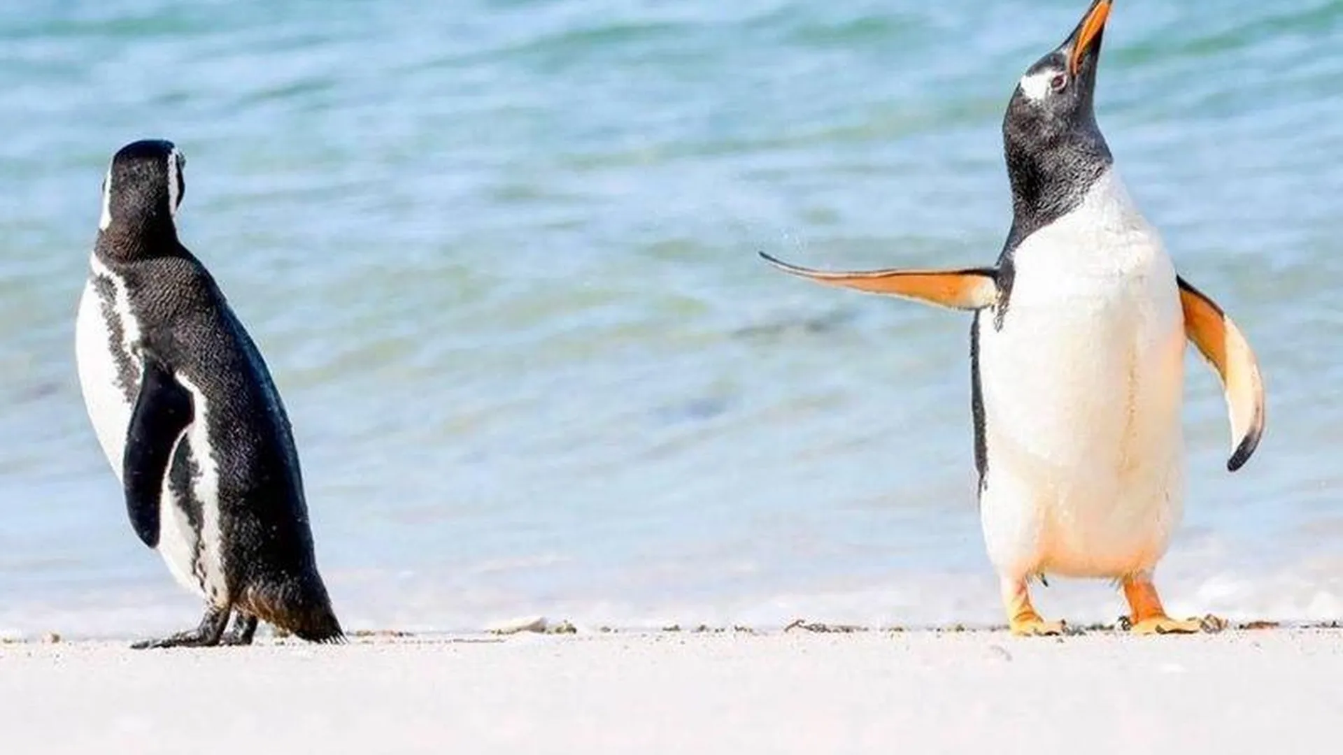 В соцсетях переживают за отношения пингвинов с фото международного конкурса