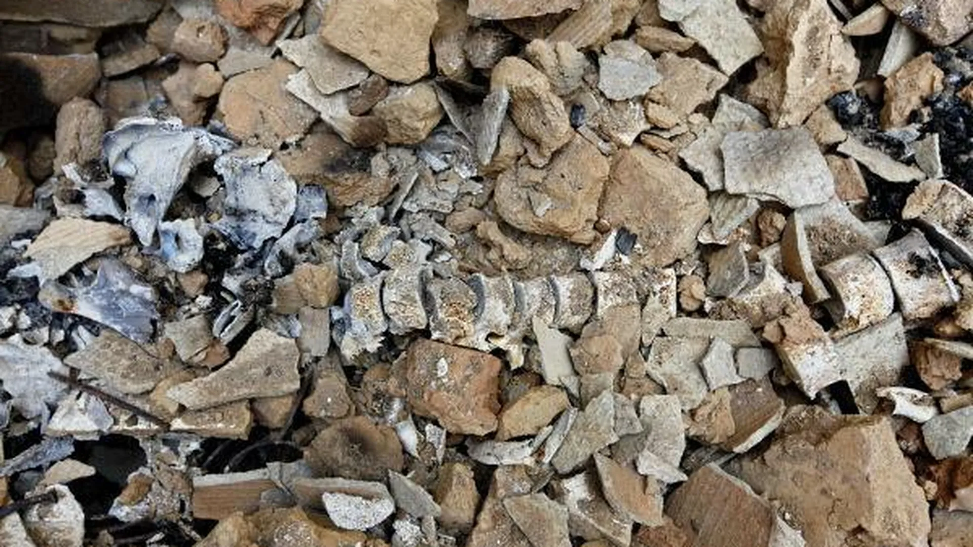 Человеческий скелет нашел дачник в строительном мусоре в Электроуглях