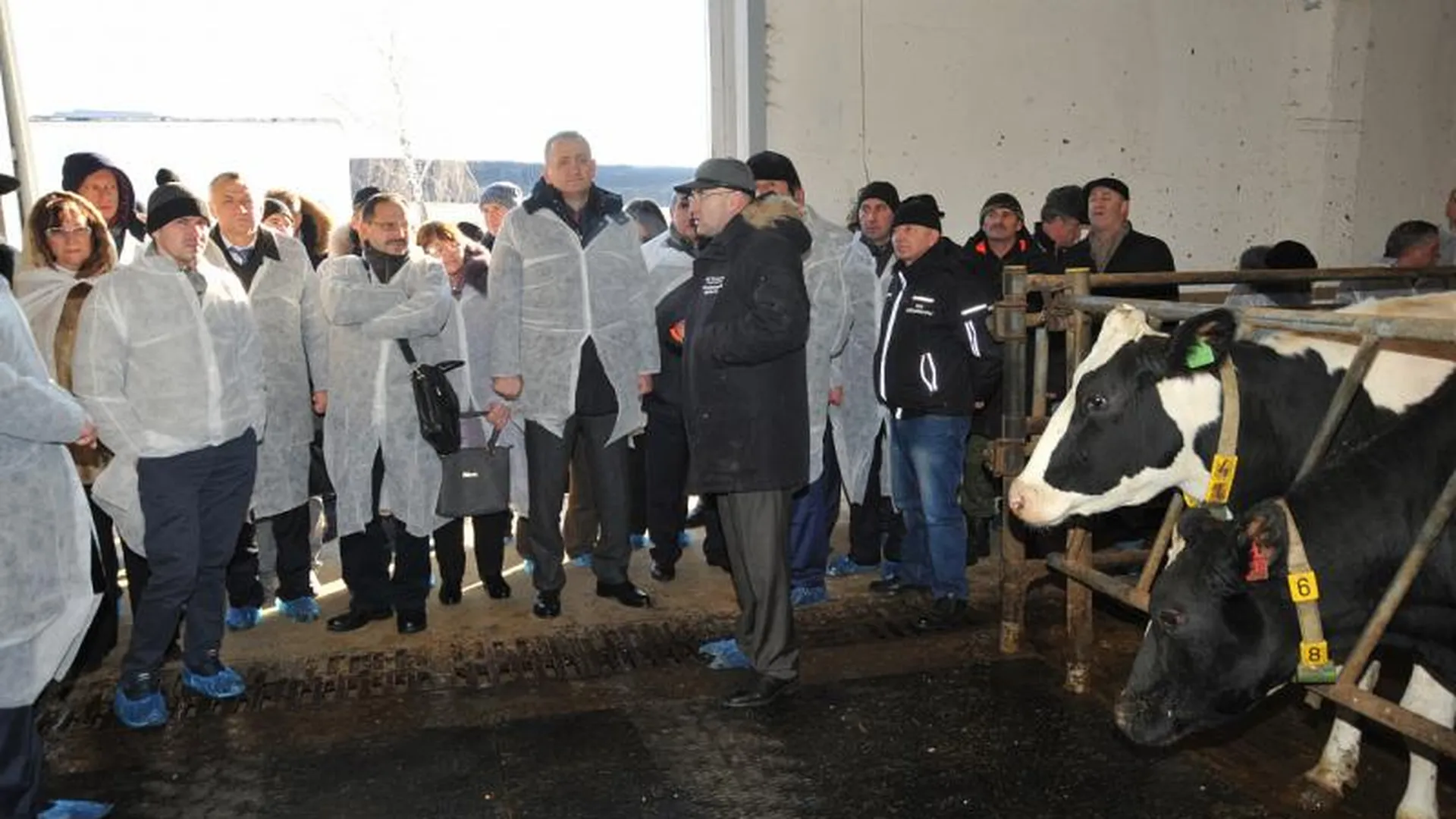 Подмосковье занимает первое место в ЦФО по производству товарного молока