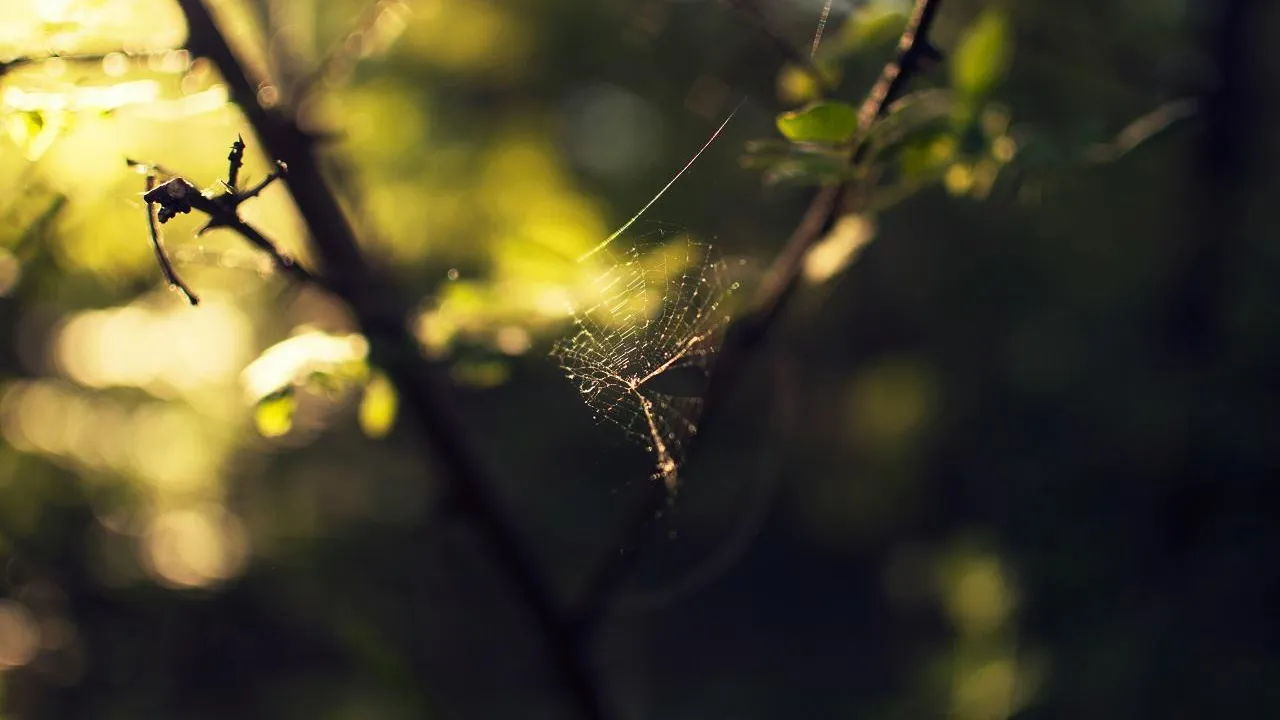 Способны убить: энтомолог рассказал о ядовитых пауках, обитающих в Подмосковье