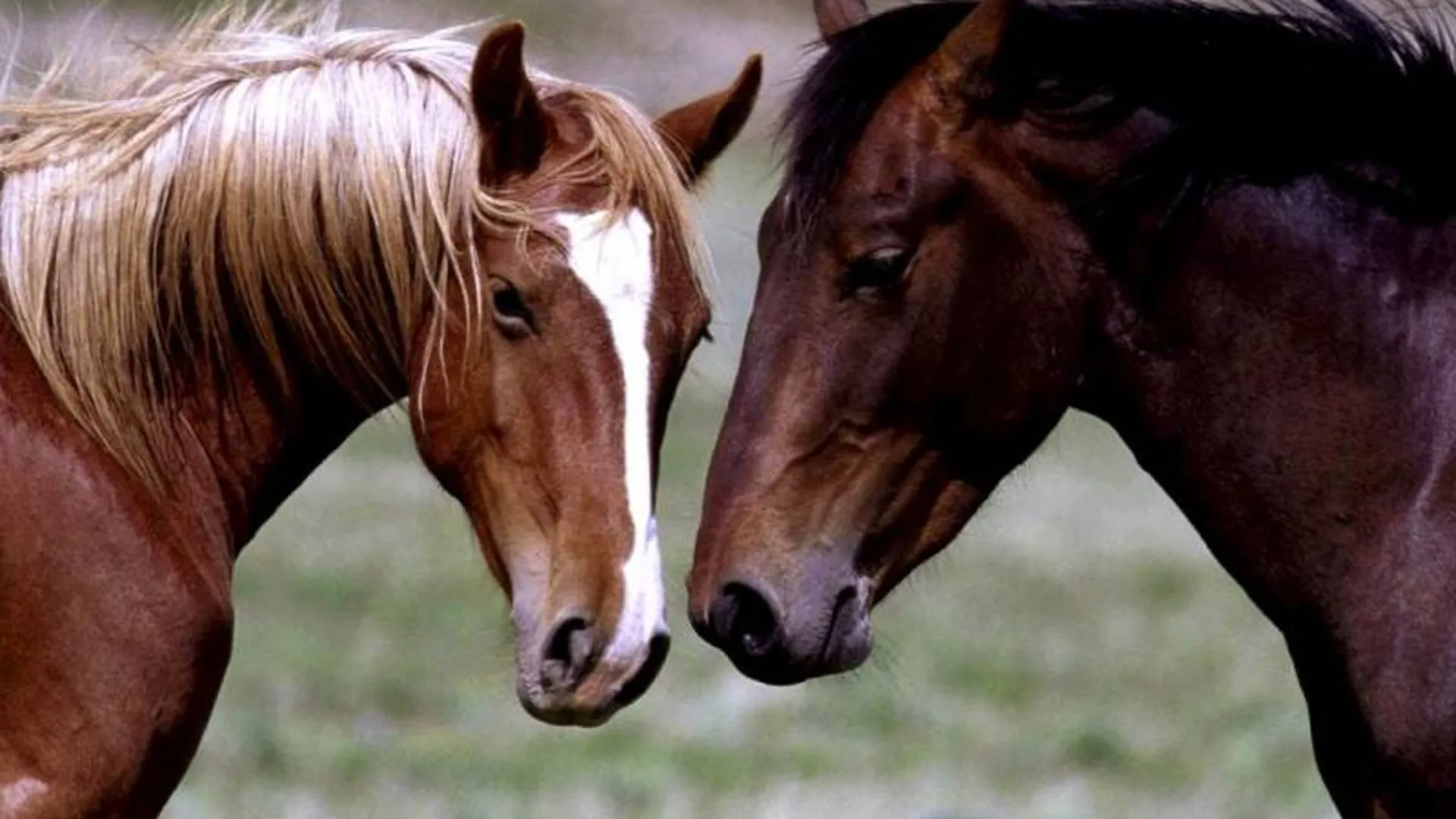 Жители Подмосковья организуют акции по спасению лошадей с бойни