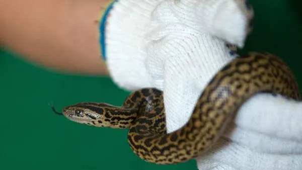 Змея, пойманная в офисе в Москве, может переехать в зоопарк