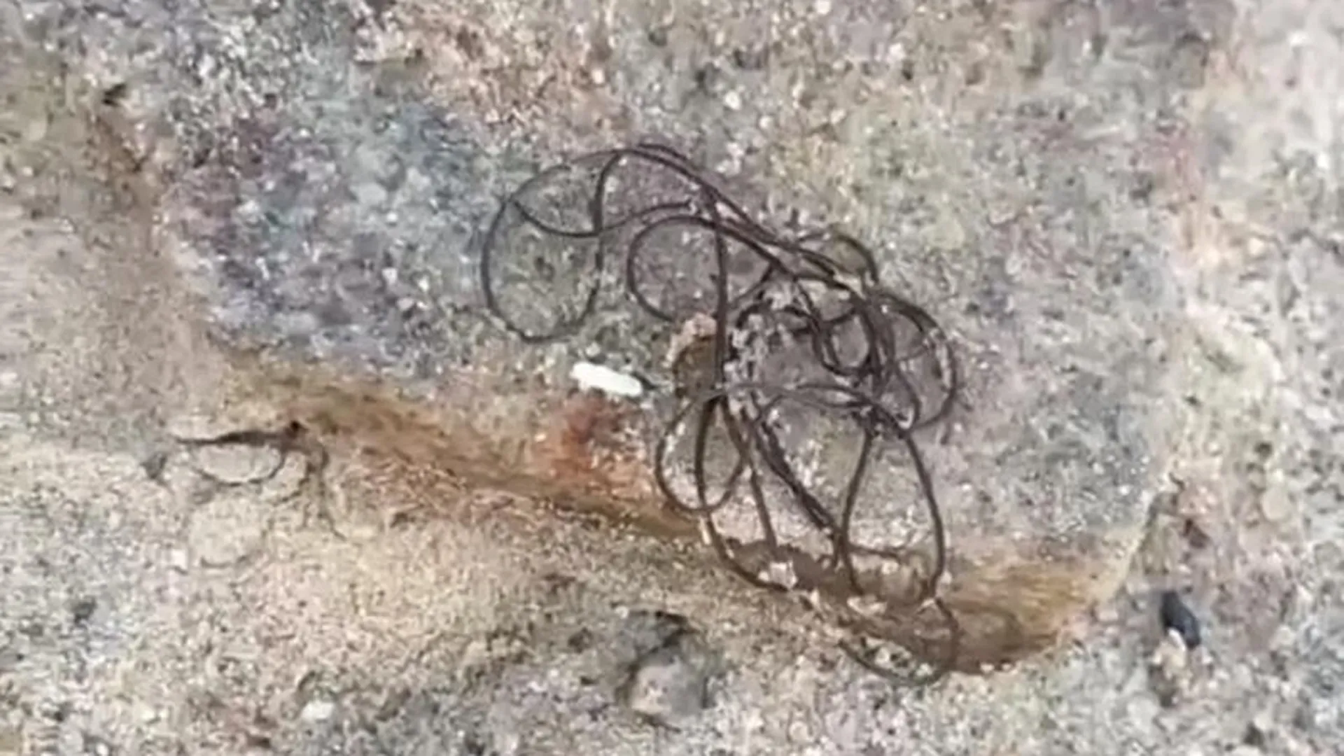 Жуткие двухметровые черви-паразиты в водоемах напугали жителей Подмосковья