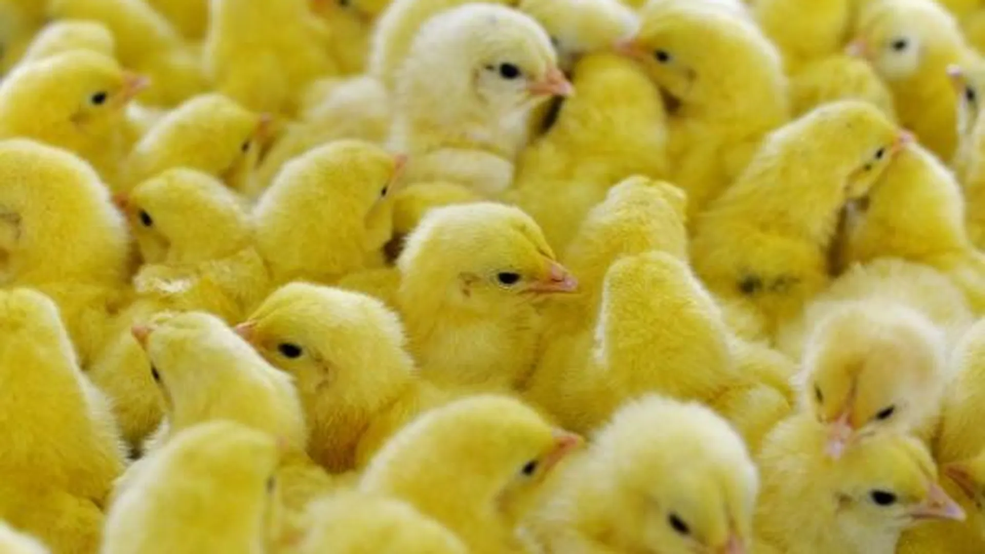 В Шереметьево задержали 36 тыс голландских цыплят