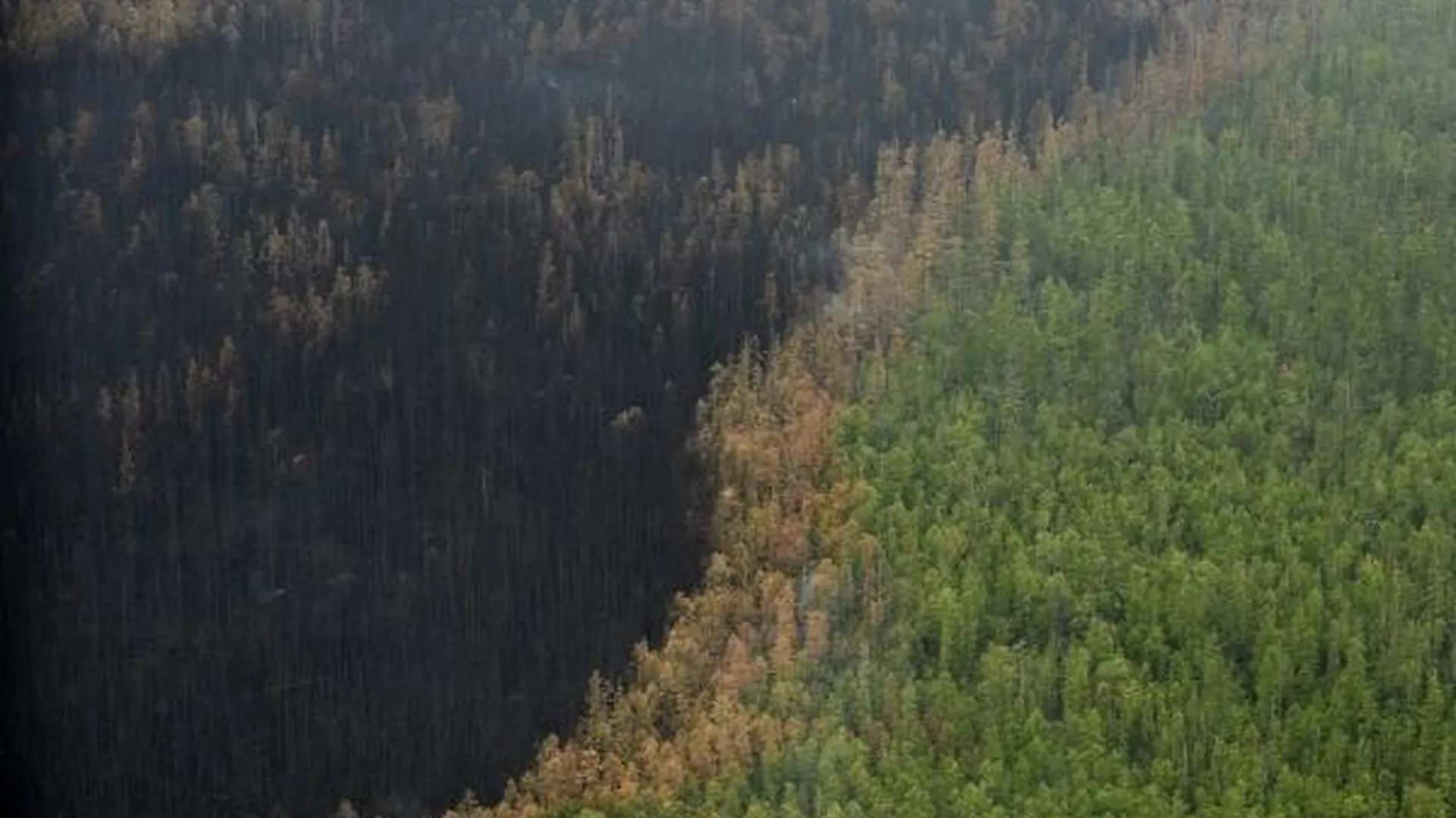 Губернатор проверит леса в Егорьевском районе