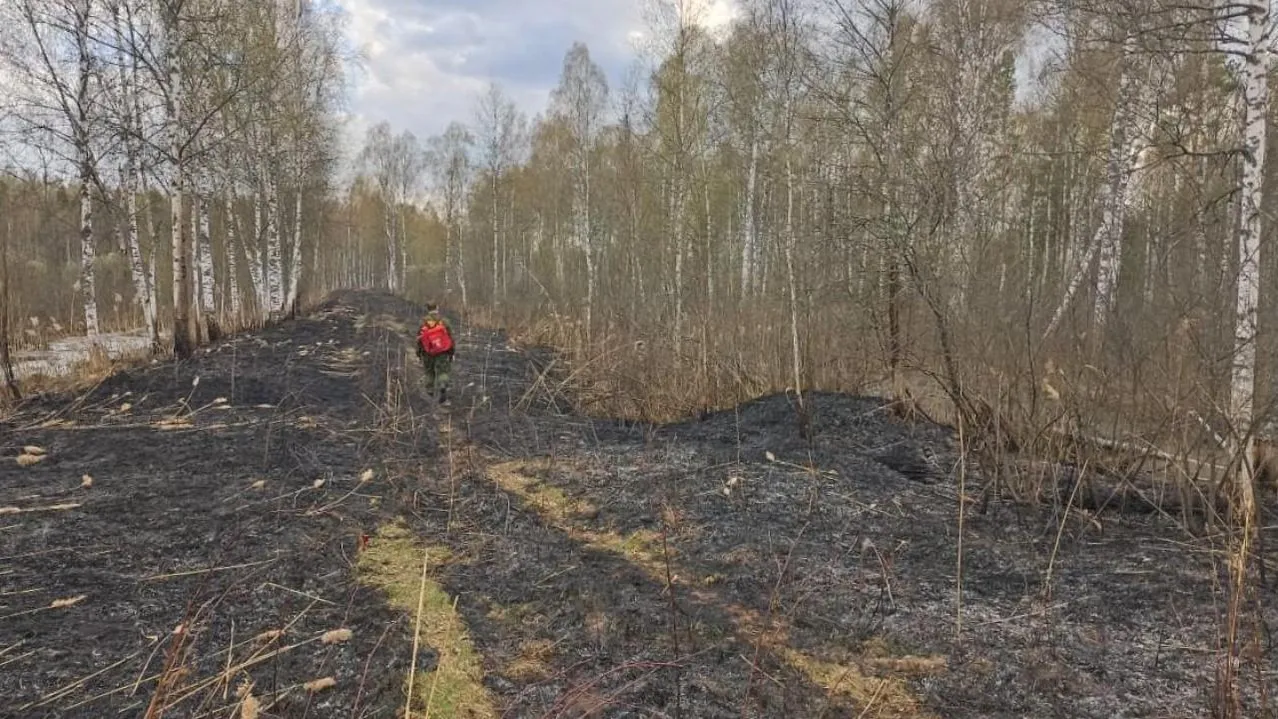 Одиннадцать пожаров ликвидировали в лесах Подмосковья на выходных
