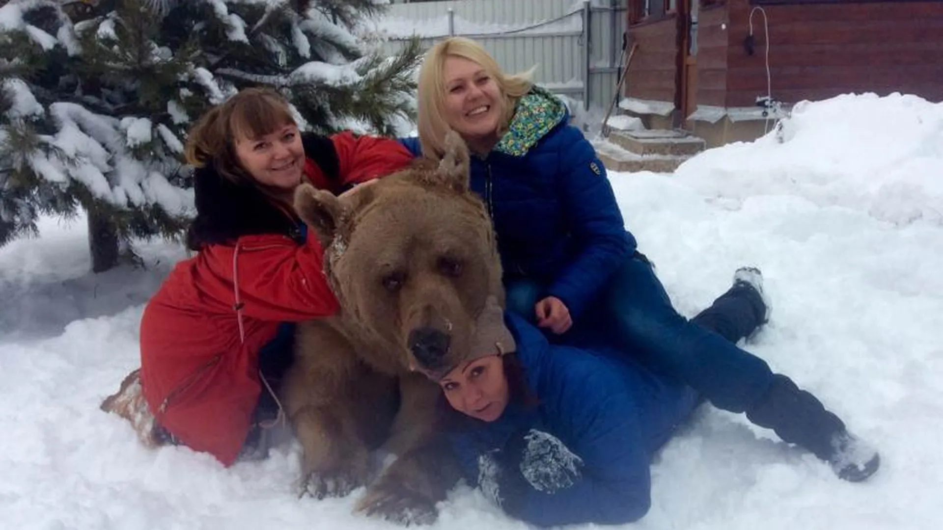 Более 180 тысяч просмотров набрало видео с медведем Степаном, купающимся в подмосковных сугробах