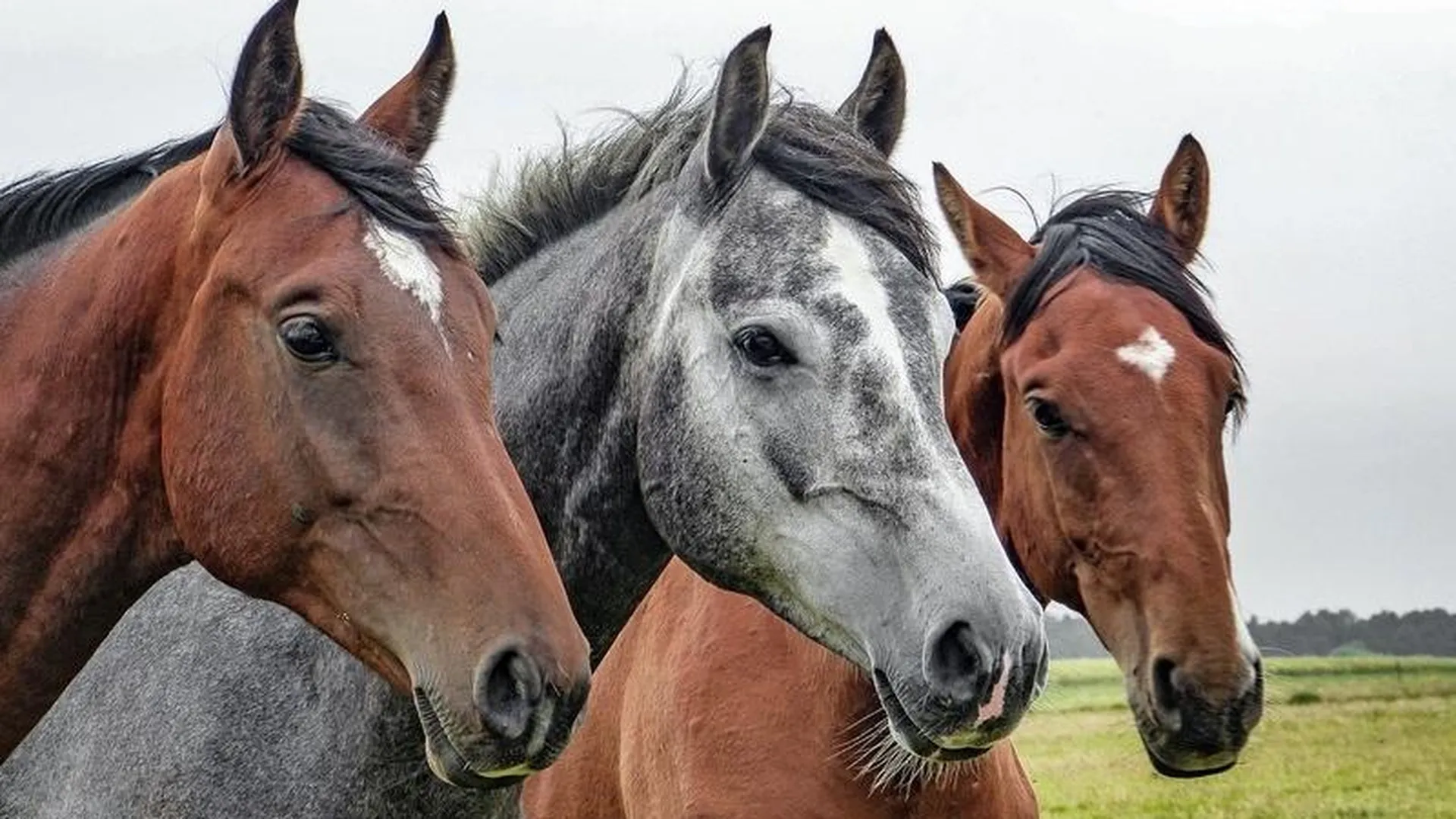 Банда конокрадов увела пять лошадей в Дмитровском районе
