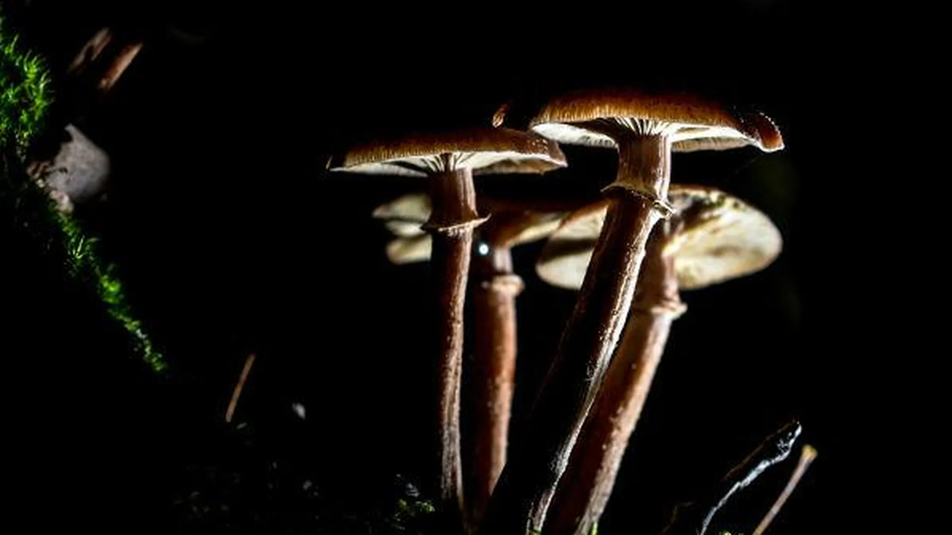 Выращивать грибы решили власти Подмосковья