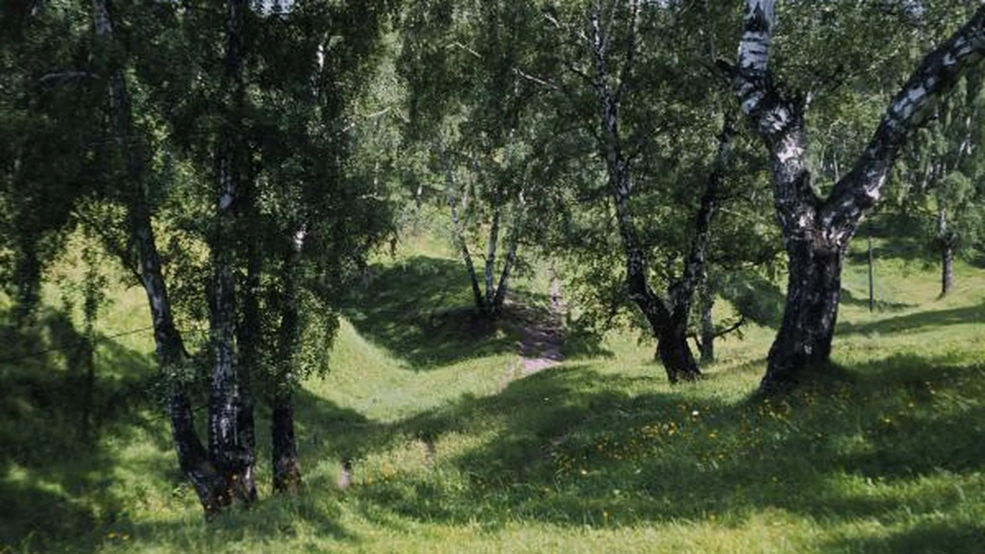 Леса в Луховицком районе запретили посещать до 16 июня