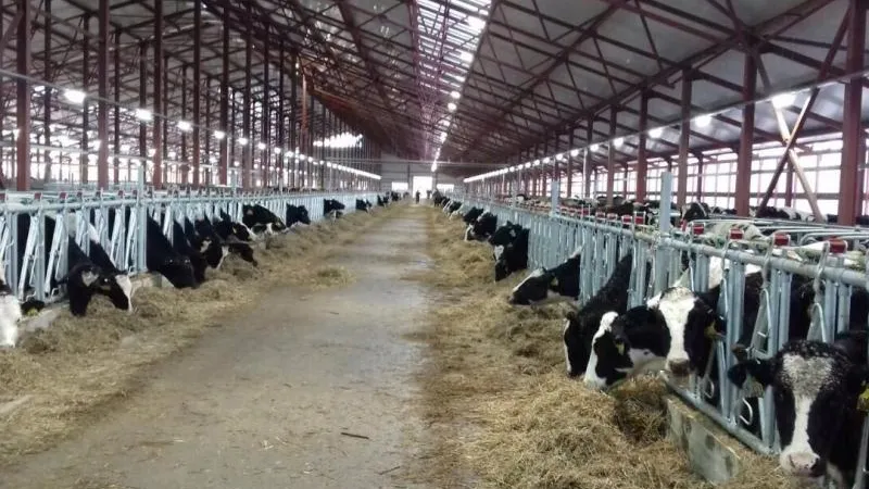 Поголовье крупного рогатого скота увеличилось в Подмосковье – министр