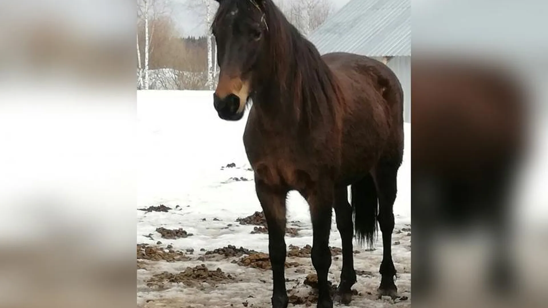 Лошадь-кормилицу украли у многодетной семьи в Подмосковье 