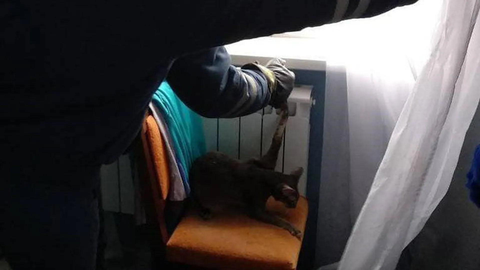 Пушкинские спасатели пришли на помощь коту, застрявшему лапой в батарее
