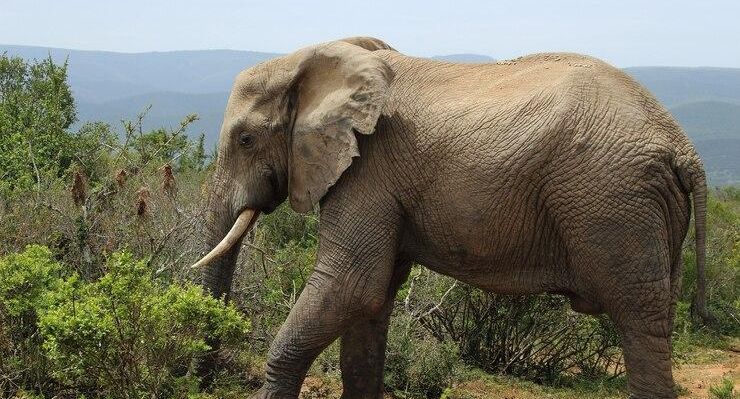 Слон вытащил из автомобиля туристку и насмерть затоптал ее в Замбии