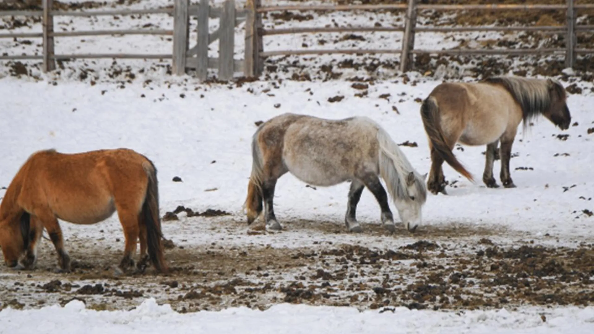 В Челябинской области сотрудники МЧС спасли лошадей, провалившихся под лед