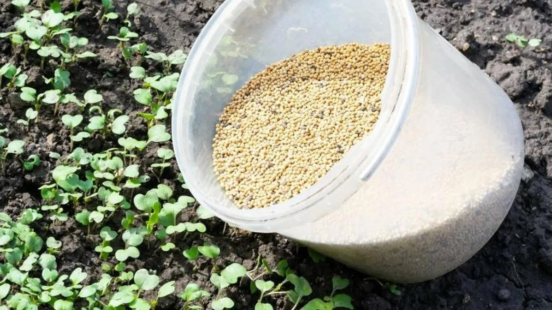 Перекапывать ли горчицу осенью. Когда нужно сажать горчицу. Для чего сажают горчицу на огороде весной. Когда нужно сажать горчицу. Посев горчицы.