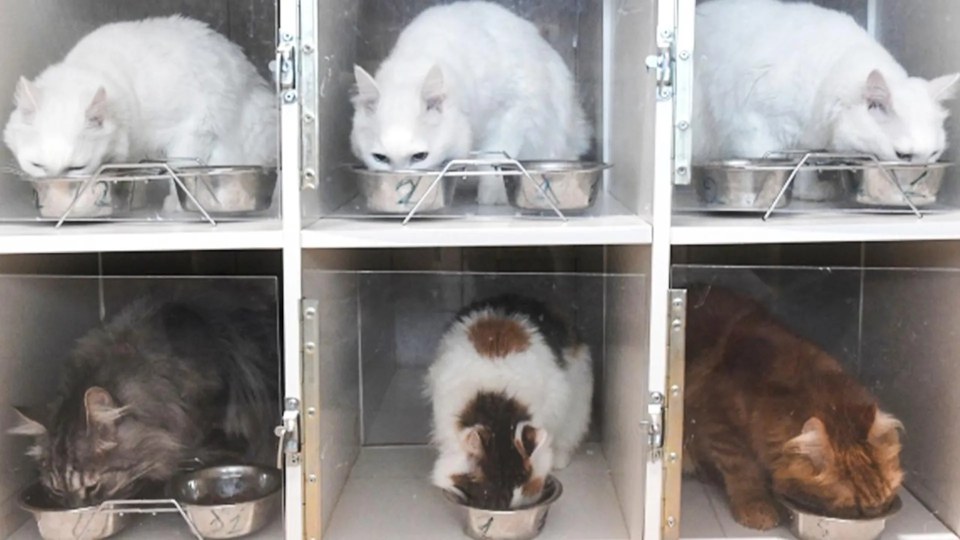 «Доступ к еде свободный»: выяснилось, на каких условиях в Подмосковье работают собаки и кошки-дегустаторы