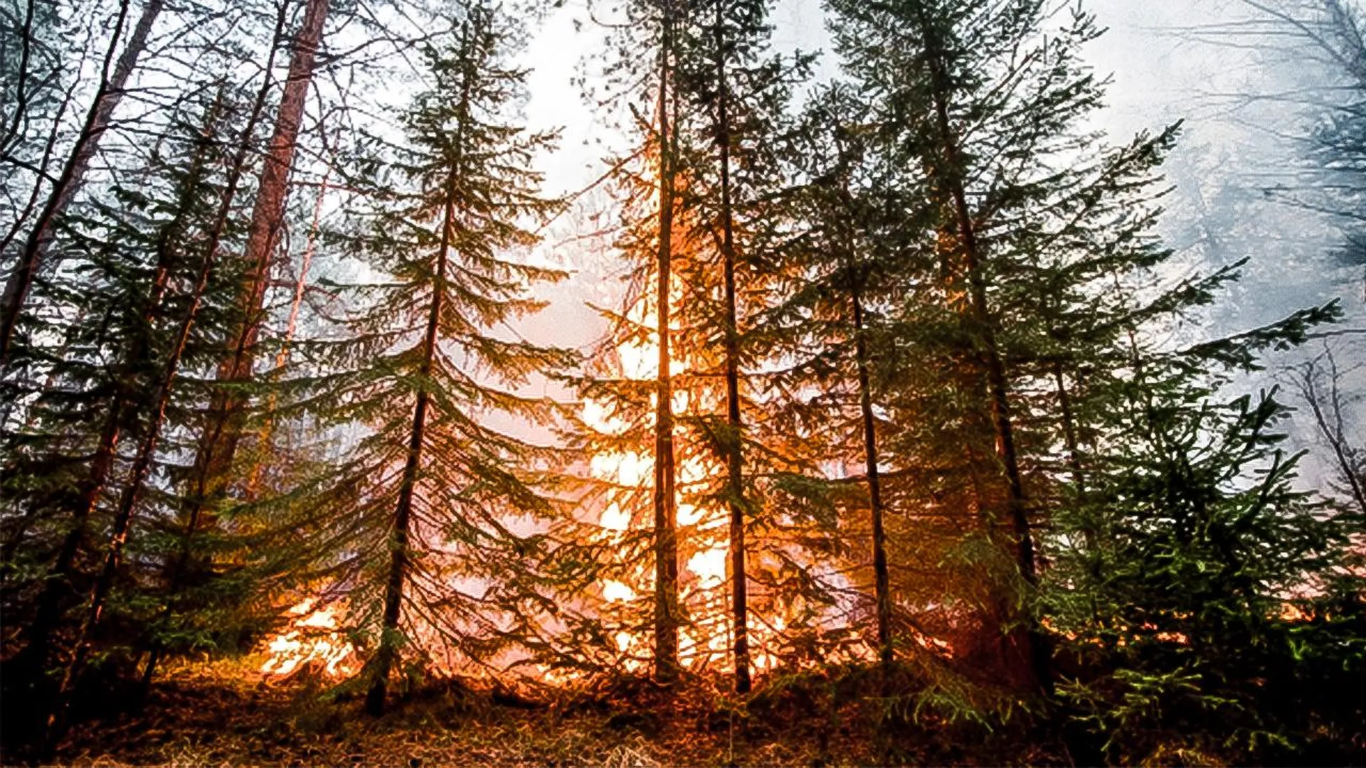 В МВД по Свердловской области раскрыли подробности пожаров в регионе