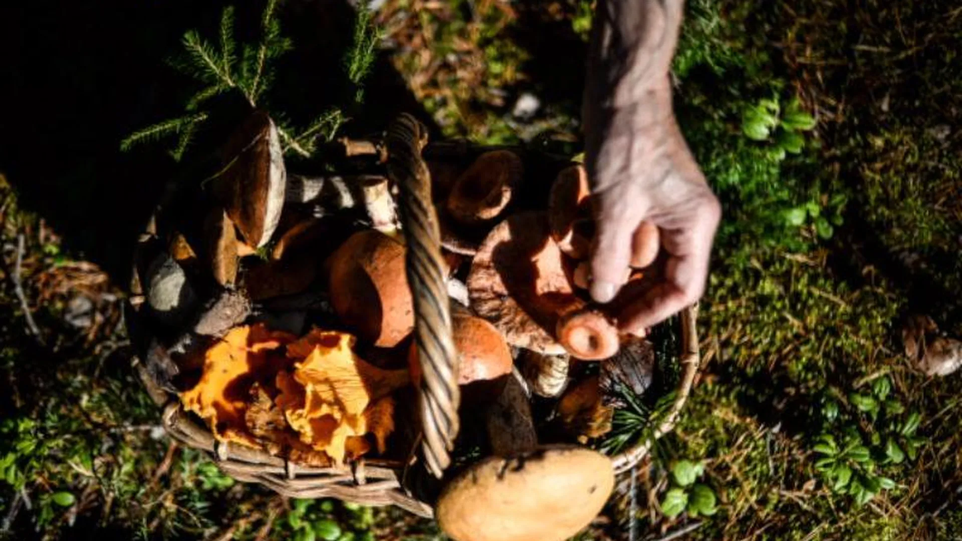 Почти 30 случаев незаконной торговли грибами, ягодами и овощами пресекли в МО за месяц