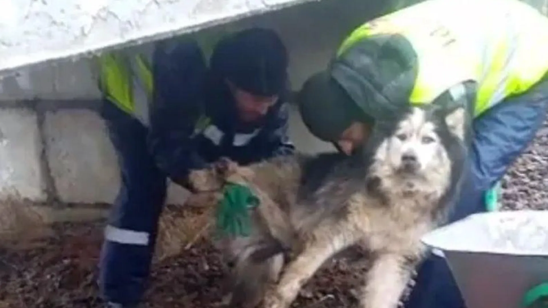 В Истре местные жители спасли собаку, которая попала под поезд