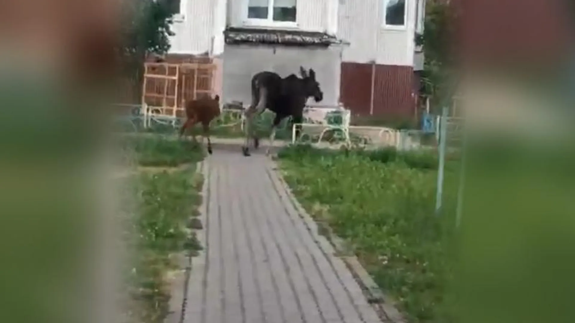 Гуляющие по двору лосиха с детенышем испугали жителей Краснознаменска