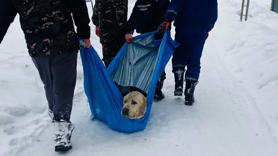 «Кое-как держался на плаву»: в Подмосковье спасли пса, провалившегося в котлован с ледяной водой