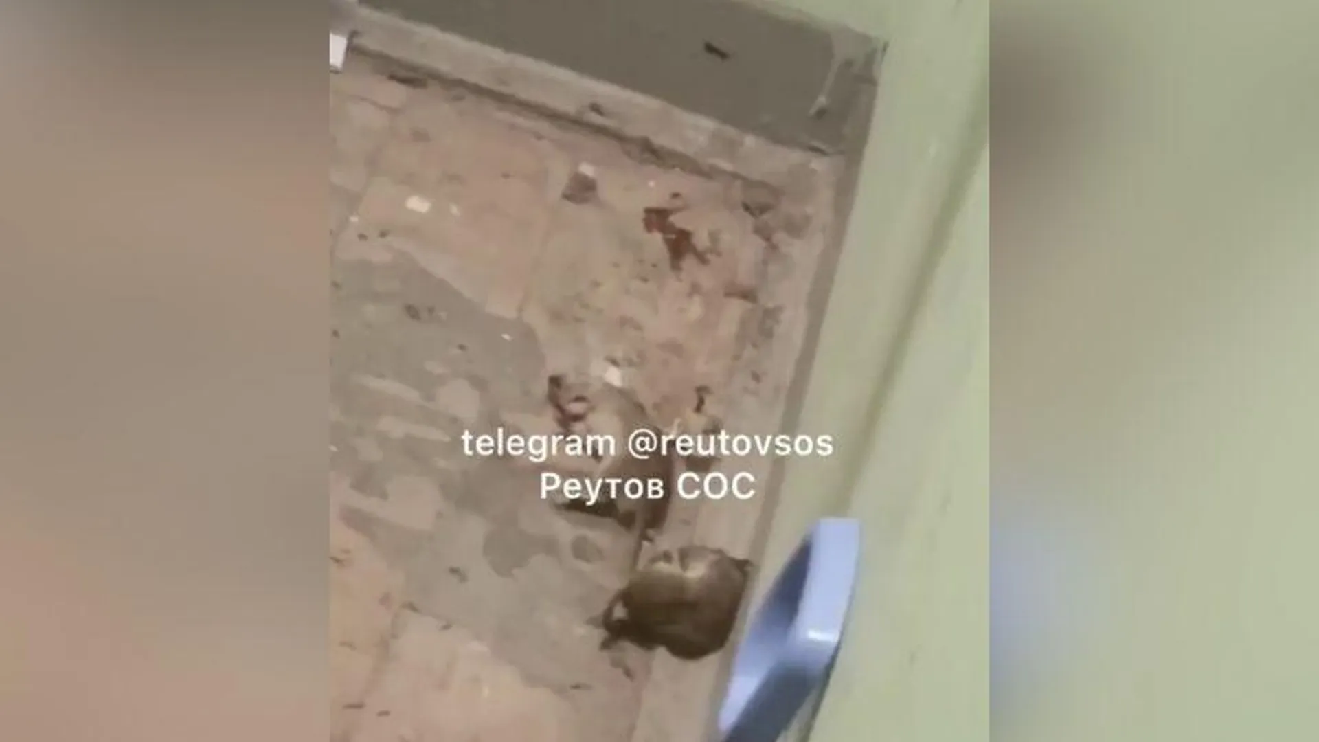 Горожанка устроила крысятник и самозахват помещений дома в Реутове