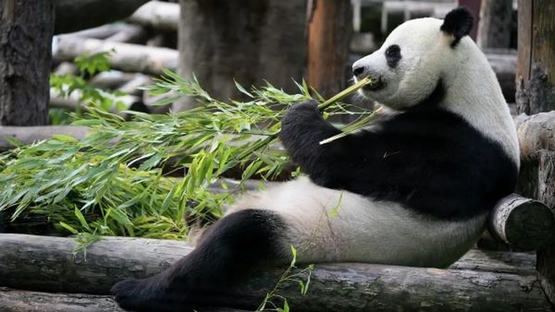 «Крутится рядом». Московский зоопарк показал панду Катюшу и ее маму на тренинге